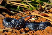 Eastern indigo snake (Drymarchon couperi) occurs in South East USA. Captive.