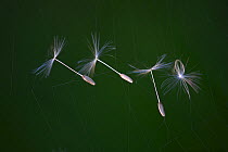 Dandelion (Taraxacum officinale) seeds caught on a cobweb. Dorset, UK May.