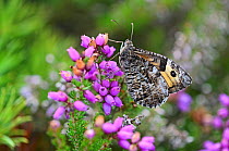 Grayling butterfly (Hipparchia semele) at rest on bell heather. Morden Bog, Dorset, UK August.