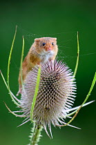 Harvest mouse (Microymys minutus) on teasel seed head. Dorset, UK August. Captive.