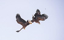 White-tailed eagles (Haliaeetus albicilla) two with locked talons fighting mid-air in a snow storm, Hokkaido Japan.