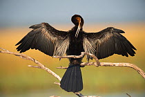 African darter (Anhinga rufa) drying its wings on a branch after hunting in the Chobe river, Botswana.
