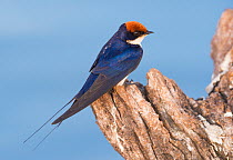 Wire-tailed swallow (Hirundo smithii) sitting on a log in the Chobe river, Botswana.