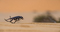 Namaqua chameleon (Chamaeleo namaquensis) hunting insects on dunes, Namib Desert, Namibia.