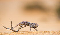 Namaqua chameleon (Chamaeleo namaquensis) hunting insects on dunes, Namib Desert Namibia.