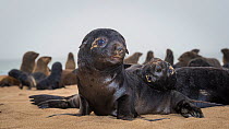 South african fur seal (Arctocephalus pusillus pusillus) two cute pups interacting on beach, Walvis Bay Namibia