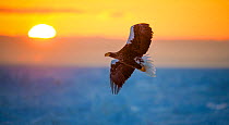 Steller's sea-eagle (Haliaeetus pelagicus) lone bird flies over the icy landscape with a beautiful sunrise, Japan