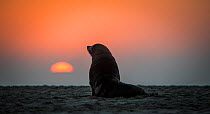 South african fur seal (Arctocephalus pusillus pusillus) on beach at dusk, Walvis Bay Namibia