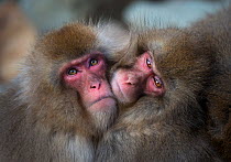 Japanese macaques (Macaca fuscata) huddling together to keep warm, Jigokudani, Nagano, Japan.