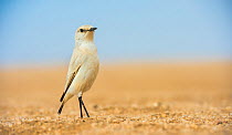 Tractrac chat (Cercomela tractrac) on ground, Namib Desert, Namibia.