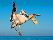 Great white pelican (Pelecanus onocrotalus) catching fish in flight, thrown to it from boat, Walvis Bay, Namibia.