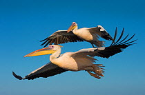 Great white pelicans (Pelecanus onocrotalus) two in flight, Walvis Bay, Namibia.