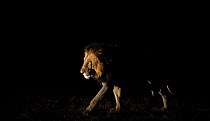 Lion (Panthera leo) male walking along at night, using a spot light, Greater Kruger National Park, South Africa