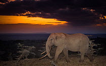 African elephant (Loxodonta africana) huge bull called One Ton at sunset, one of few remaining big tuskers left in the wild, Ol'Donyo Kenya.