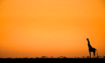 Giraffe (Giraffa camelopardalis) lone animal silhouetted against rich sunrise, Masai Mara NR, Kenya