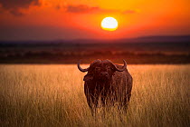 African buffalo (Syncerus caffer) lone bull set in a landscape with beautiful sunset, Masai Mara NR, Kenya