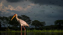 Yellow-billed stork (Mycteria ibis) portrait with storm clouds in the background and a flock of Open billed storks flying past (Anastomus lamelligerus) Zimanga Private Game Reserve, South Africa.
