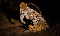 Leopards (Panthera pardus) female aggressive with male after mating at night, Greater Kruger National Park, South Africa.