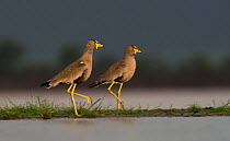 African wattled lapwing (Vanellus senegallus) two on water edge, Zimanga Private Game Reserve, South Africa.