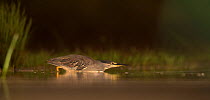 Green backed / Striated heron (Butorides striata) hunting low across water, Zimanga Private Game Reserve, South Africa.