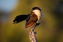 Coppery-tailed coucal (Centropus cupreicaudus) sitting on a branch drying the dew from its feathers in the early morning sun, Okavango Delta, Botswana.