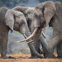 African elephant (Loxodonta africana) three big bull elephants spending the late afternoon at waterhole, Ol'Donyo Kenya.