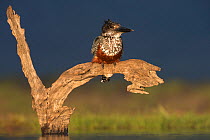 Giant kingfisher (Megaceryle maxima) sitting on a log above the water, watching for fish, Zimanga Private Game Reserve, South Africa.