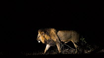 Lion (Panthera leo) male walking profile, taken at night using a side lit spot light, Greater Kruger National Park, South Africa