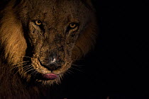 Lion (Panthera leo) male head portrait taken at night using a side lit spot light, Greater Kruger National Park, South Africa