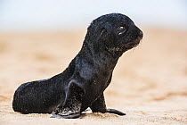 South African fur seal (Arctocephalus pusillus pusillus) pup on beach at Walvis Bay Namibia.