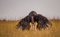 Ostrich (Struthio camelus) female in mating display with wings down. Masai Mara NR, Kenya
