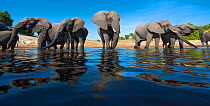African elephant (Loxodonta africana) small herd drinking water from the Chobe river, Botswana, photographed from a small boat drifting past the elephants at close range using a wide angle lens at wat...