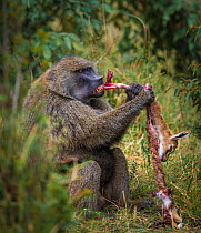 Olive baboon (Papio cynocephalus hamadryas) feeding on Thomsons gazelle fawn meat (Eudorcas thomsonii) Masai Mara NR, Kenya