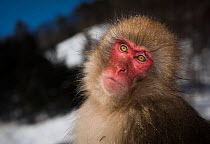 Japanese macaque (Macaca fuscata) sitting portrait, Jigokudani, Nagano, Japan.