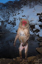 Japanese macaque (Macaca fuscata) still soaked from climbing out of the hot spring, Jigokudani, Nagano, Japan.