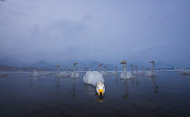 Whooper swans (Cygnus cygnus) flock on Lake Kussharo. Hokkaido Japan. Taken at eye level using remote camera setup.