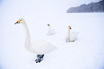 Whooper swans (Cygnus cygnus) sitting on frozen Lake Kussharo in a huge snow storm, Hokkaido Japan.