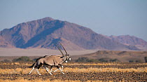 Gemsbok (Oryx gazella) two running side by side, Sossuvlei Namibia.