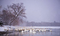 Whooper swans (Cygnus cygnus) swimming in formation on Lake Kussharo, Hokkaido Japan.