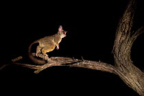 South African galago / Lesser bushbaby (Galago moholi) about to jump at night, with spot light, Greater Kruger National Park, South Africa.
