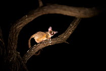 South African galago / Lesser bushbaby (Galago moholi) at night, with spot light, Greater Kruger National Park, South Africa.