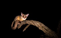 South African galago / Lesser bushbaby (Galago moholi) at night, with spot light, Greater Kruger National Park, South Africa.