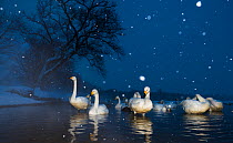 Whooper swans (Cygnus cygnus) early evening in a snow storm, Lake Kussharo, Hokkaido, Japan. Taken with remote camera.