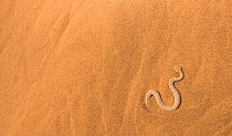 Sidewinder / Peringuey's adder (Bitis peringueyi) moving in characteristic sideway motion along sand dune, Namib Desert, Namibia.