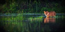 Lioness (Panthera leo) attempting to cross wide channel, Okavango Delta, Botswana.