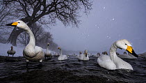 Whooper swans (Cygnus cygnus) flock in early evening in a snow storm, Lake Kussharo, Hokkaido Japan. Taken with remote camera,