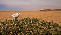 Tractrac chat (Cercomela tractrac) sitting in bush, Namib Desert, Namibia