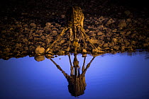 Giraffe (Giraffa camelopardalis)  with legs spread, drinking at floodlit waterhole at night, Okaukuejo, Etosha, Namibia.