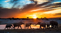 African elephants (Loxodonta africana) small herd at waterhole at sunset, Etosha National Park, Namibia