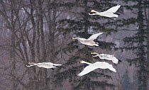 Whooper swans (Cygnus cygnus) small flock coming into land on open field in snow storm, Hokkaido Japan.